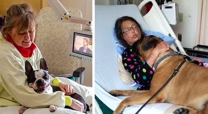 In diesem Krankenhaus können Patienten Besuche von ihren eigenen Hunden erhalten, und die Bilder sind gut fürs Herz