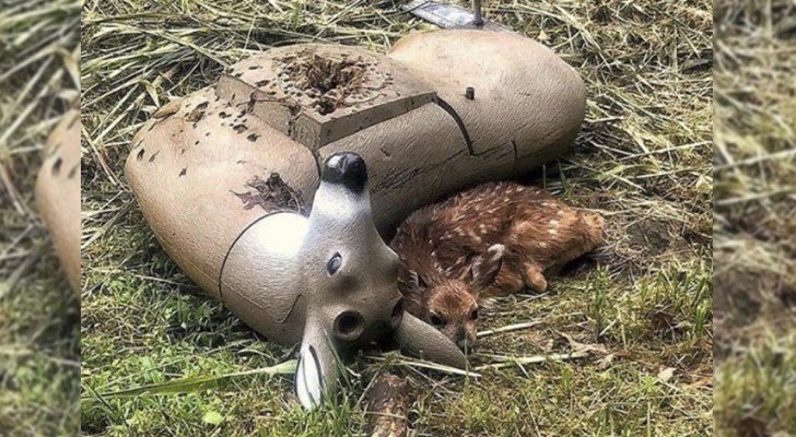 Ein Rehkitz verwechselt verwirrt seine Mutter: Das Bild ist süß und herzzerreißend zugleich