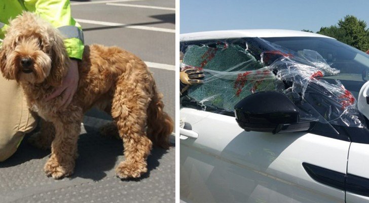 Feuerwehrleute retten das Leben eines Hundes, der im Auto in der sengenden Sonne zurückgelassen wurde