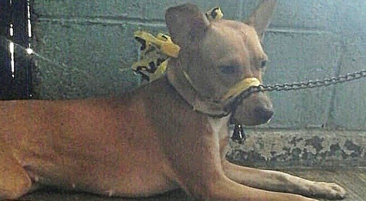 Der Hund bellt “zu viel”, also bindet der Besitzer seine Schnauze mit Klebeband zu