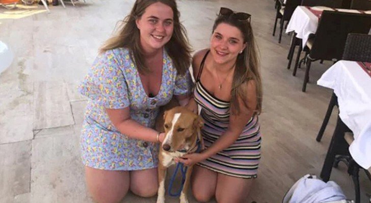 Ein Mädchen kommt aus den Ferien zurück und nimmt den streunenden Hund mit nach Hause, der die ganze Zeit an ihrer Seite war
