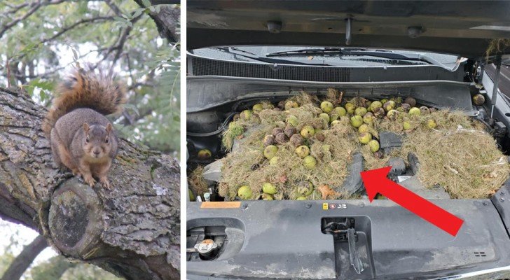 Ein Paar findet mehr als 200 Nüsse versteckt durch Eichhörnchen unter der Motorhaube ihres SUVs