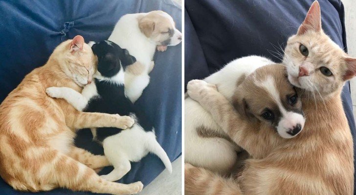 Die Geschichte von Kathryn, der Katze, die sich entschied, Welpen zu adoptieren