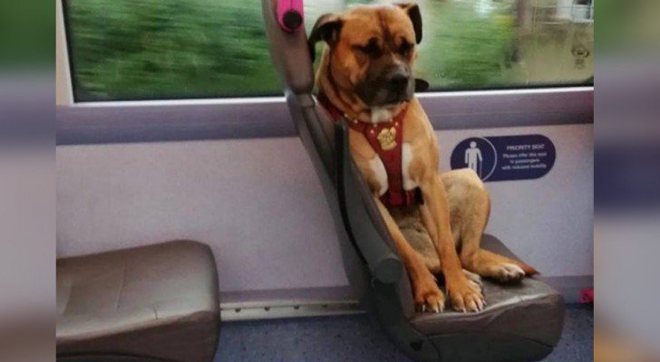 Dieser kleine Hund stieg allein in den Bus und wartete auf den Besitzer, der ihn ausgesetzt hatte