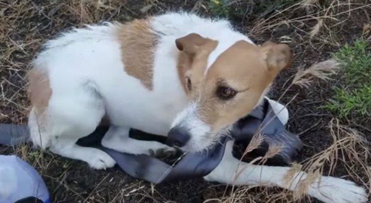 Ein kleiner Hund geht in der Wüste verloren: Motorradfahrer retten ihn und bringen ihn zu seiner Familie zurück