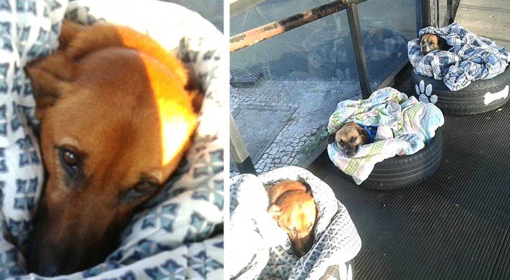 Die Mitarbeiter dieser Busstation bieten streunenden Hunden mit Decken und Reifen Schutz