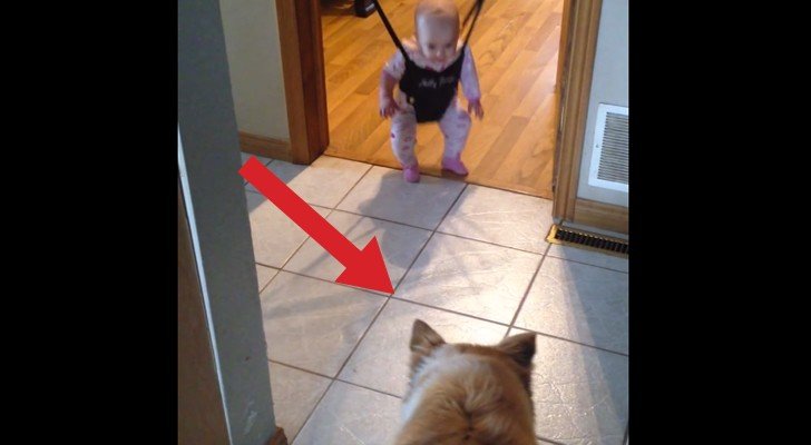 Was der Hund hier vor dem Mädchen macht ist einfach zu witzig