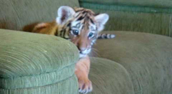 Tiger spielt mit Chihuahua