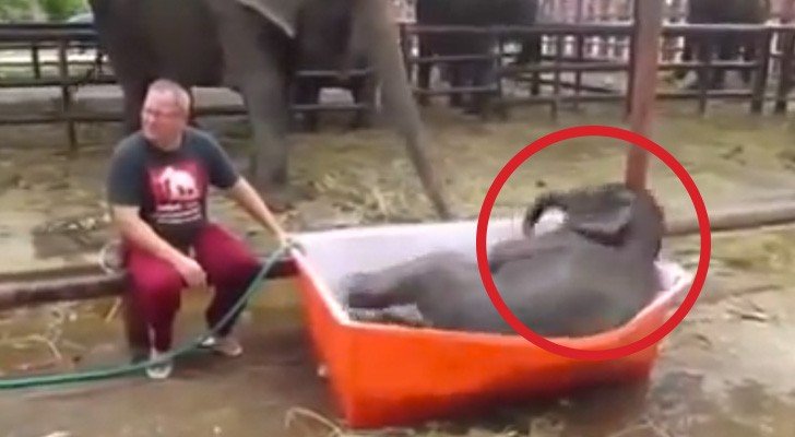Der kleine Elefant muss baden: Was passiert, wird euch alle zum Lachen bringen