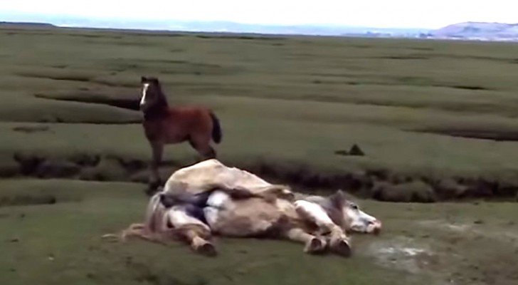 Sie sehen in der Ferne ein Pferd in Schwierigkeiten… was sie machen, wird ihm das Leben retten