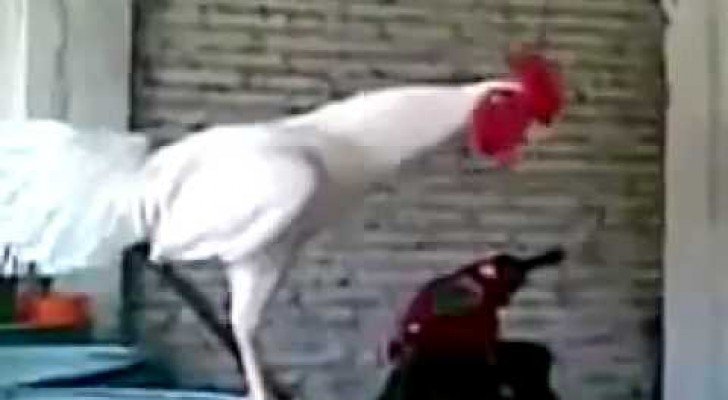 Ein lachender Hahn