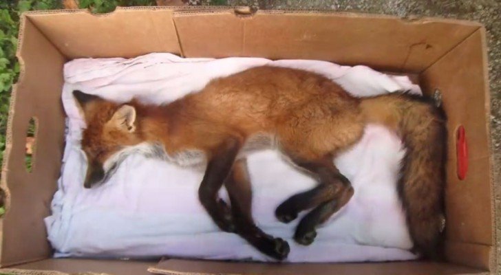 Er findet einen Fuchs und will ihn begraben, doch was dann passiert, ist ein Wunder