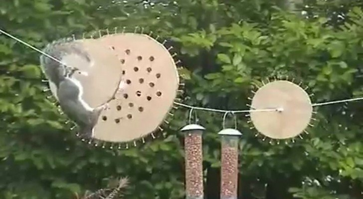 Das Ninja-Eichhörnchen will Fressen klauen: Was es macht, ist beeindruckend