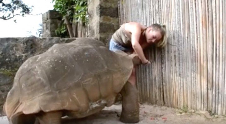 Eine so große Schildkröte kann bedrohlich aussehen, aber schaut mal, wie sie sich verhält