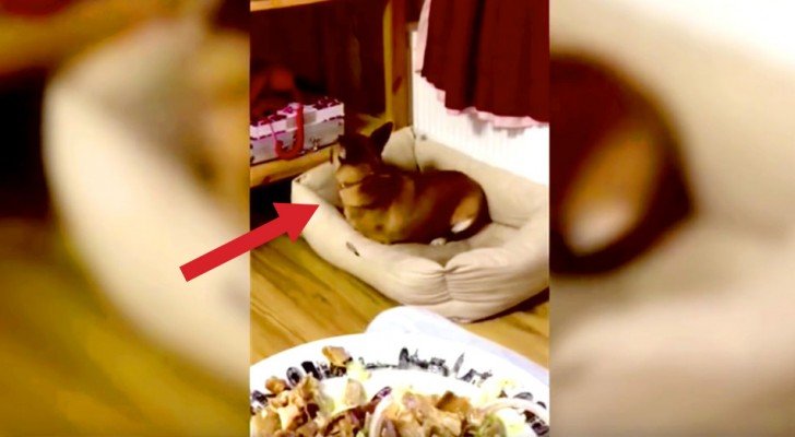 Der Hund starrt auf das Essen des Herrchens…. Aber wenn er es bemerkt? Witzig?