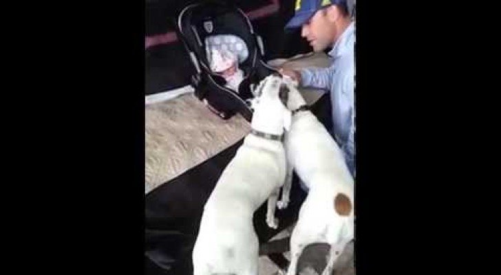 Dieser Vater macht sein Baby mit den zwei Boxern bekannt.. Ihr Glück ist unbeschreiblich