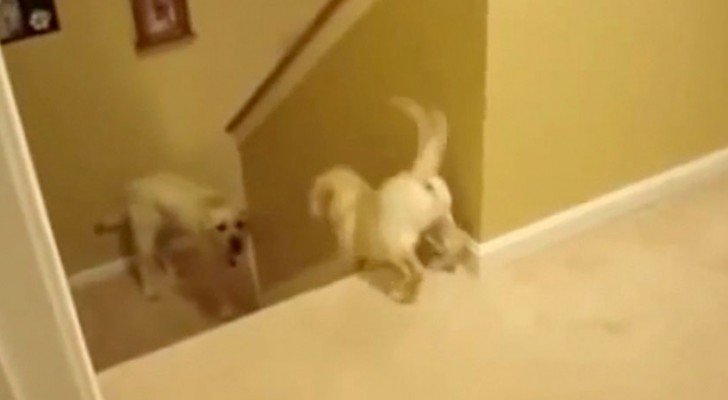 Papa Hund hilft seinem Kleinen die Treppen hinunter. Aber wenn ihr die Katze seht, müsst ihr lachen