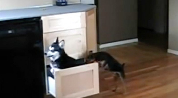 2 Hunde öffnen die Schublade in der Küche… Was sie machen, verblüfft die Besitzer