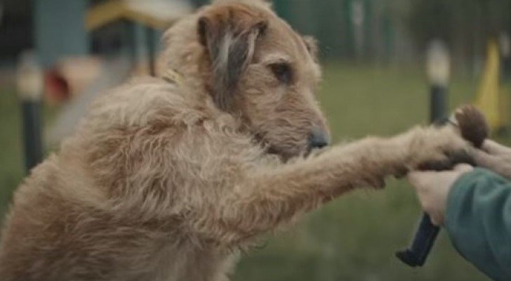 Ein Hund wartet auf einen zweibeinigen Freund: Diese Geschichte bringt zum Weinen und Nachdenken