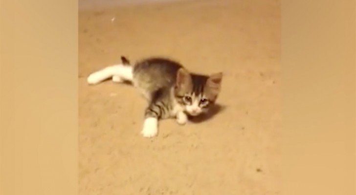 Die Katze spielt auf dem Teppichboden, doch dann kommt “jemand” und alles ändert sich