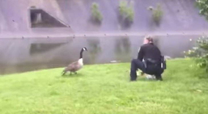 Eine Gans zieht die Aufmerksamkeit eines Polizisten auf sich. Als er bemerkt, wo sie ihn hinführt, ist er sprachlos