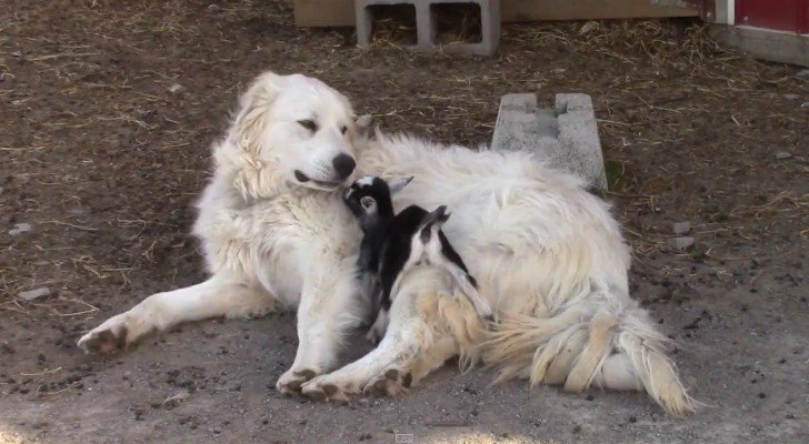 Ein Schäferhund und ein Zicklein: ihr Verhalten wird euch ein Lächeln schenken
