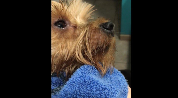 Das passiert jedes Mal, wenn dieser Hund gebadet wird…Ihr werdet euch verlieben!
