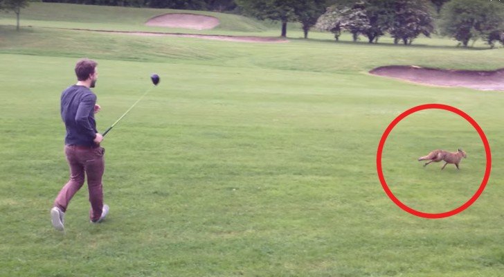 Ein Fuchs will einen Golfspieler beklauen: der Kampf ist urkomisch