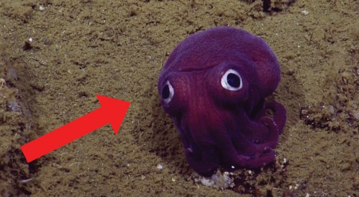 Knallige Farben und weit geöffnete Augen: hier das Weichtier, das aus einem Trickfilm zu stammen scheint