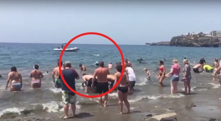 Mehrere Wale waren dabei zu stranden: der Einsatz der Badegäste ist bewegend