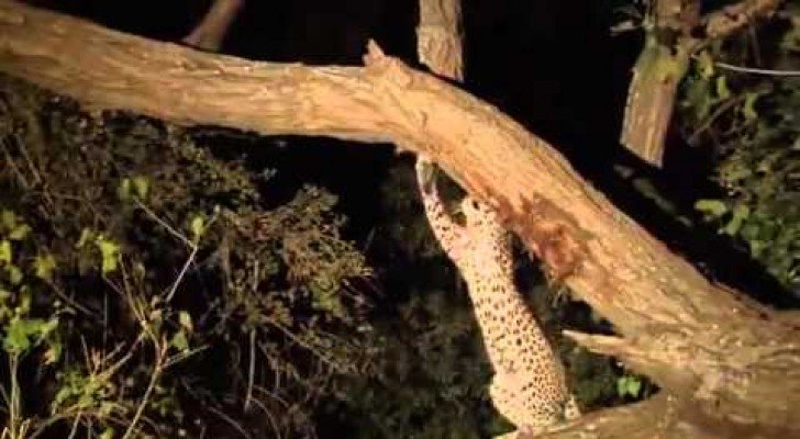 Ein Leopard mit einem guten Herzen
