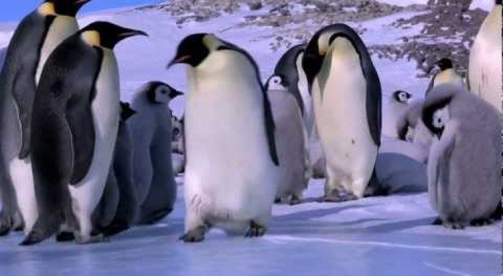 Pinguine sind schon ziemlich ungeschickt, oder?