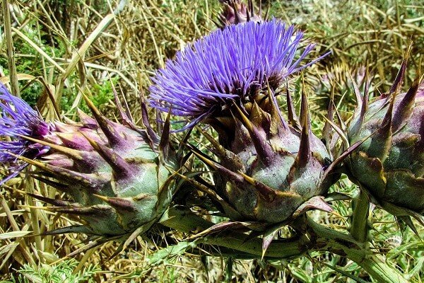 Wie Cardoon wachsen
