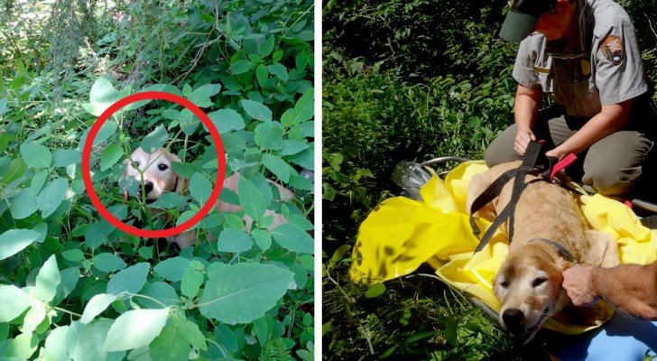 Diese Wanderer finden einen Hund im Wald, der vor 11 Tagen verloren gegangen ist: Die Freude ist unbändig